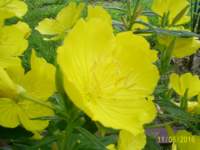 s4022410_small.jpg